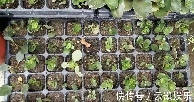 营养土|3种花现在扦插超容易,1周就能生根发芽!1个月后变养花大户!