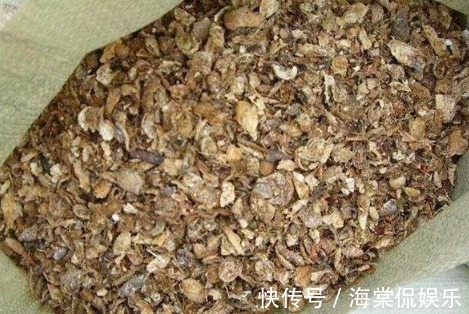 花肥|别再买花肥了,几种垃圾用来养花,花儿疯长不停,省下一大笔钱