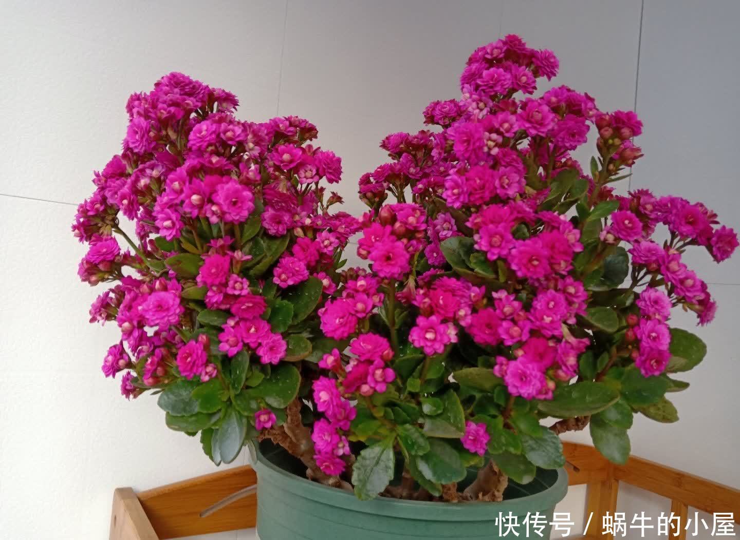 松针怎么养花?有3种方法,盆土更肥沃了,花草旺盛