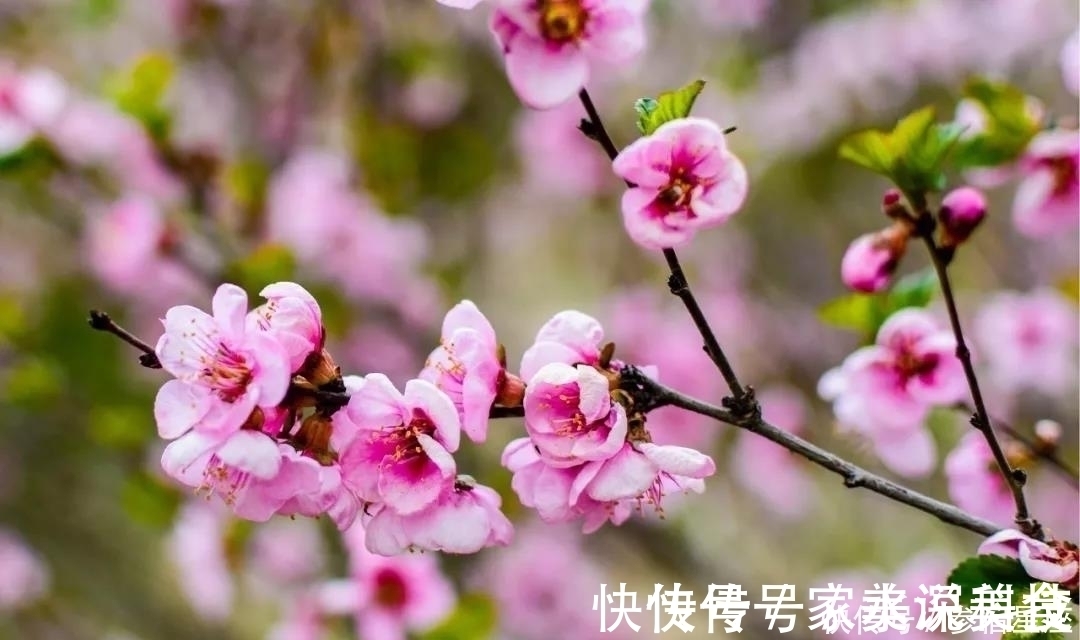 梅花@“云”看展这些诗词,写尽梅花傲雪风骨,美得令人心醉!