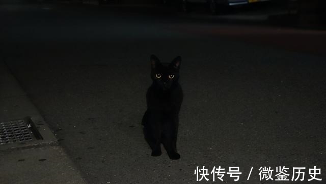 还原|全球的猫都想屏蔽这个日本人,他到底做了多少沙雕手办?