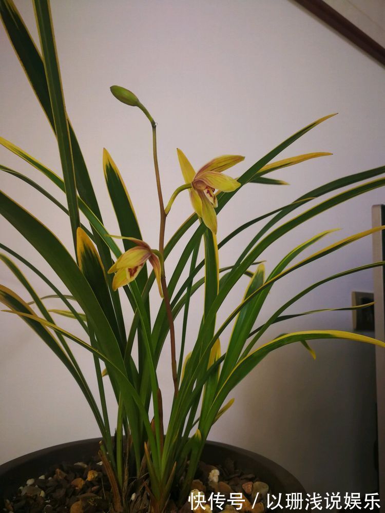 这几朵植物，适合平时养，花开似牡丹，娇而不躁，艳而不媚