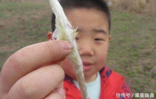 买不到|农村小孩小时候吃过的东西,花钱都买不到 , 你吃过吗?