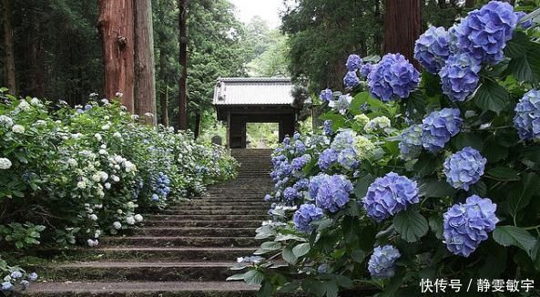 下雨天，这3种花别着急搬回家，喝点“雨水”长得快，越淋越壮实