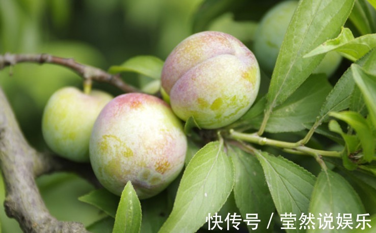 润肺|立秋后，咳嗽痰多很难受，莫慌！不妨多食此果，润肺止咳，降血压
