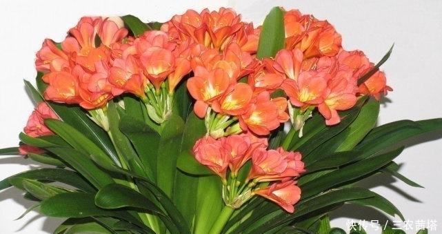 小伟教你如何让君子兰快速的生长