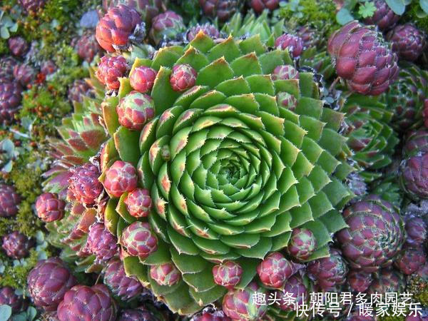 多肉植物|观音莲这样养,不用施肥,一样长满小崽