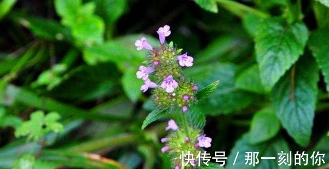 油性皮肤|农村这种野草随处可见,以前被红军挖来充饥,可为油性皮肤做护理!