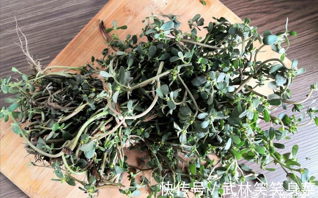 焯水|马齿苋,别再焯水排酸了,教你一招,鲜美好吃,不苦不涩不发酸