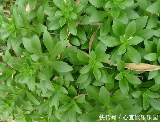 口感|农村常见的野草,含钙量高,口感鲜嫩,城里的富贵餐,一斤10元