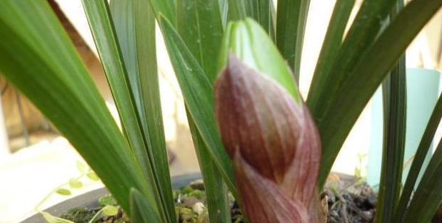 兰花|兰花叶片按照叶形可分为几种?怎么区分?老兰友:至少7种