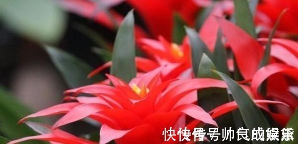 花卉|有钱人家中养花特讲究，就只养此4种花，难怪好运直上不停