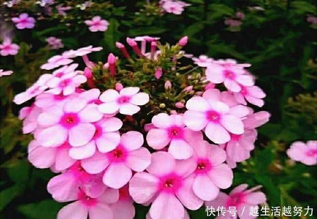 初春养花，这4点要注意，否则花熬过冬天，死在春天！