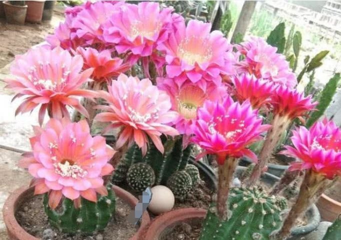 5种花漂亮易爆盆,开花幽香暗淡,花型圆滚惹人爱,值得拥有