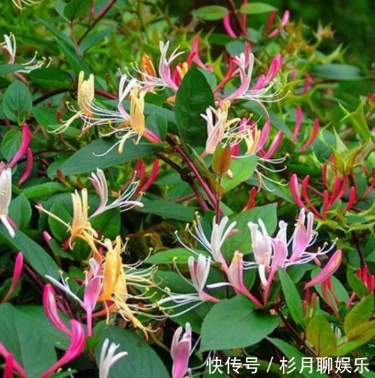 小花园|家里阳台上养上几种花,很简单就能让阳台成为小花园,自然美丽