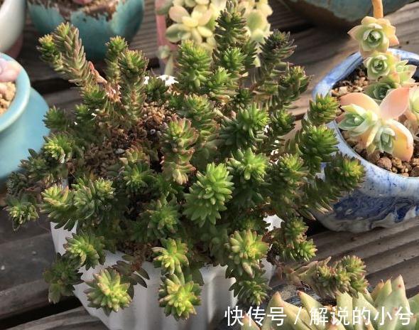 谁说养多肉必须买土,3种免费土搭配方案,不花钱也能养好多肉