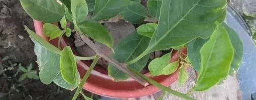 溶液|这几种“小药片”可别扔了，放水里搅一搅，促生根开花还能防烂根