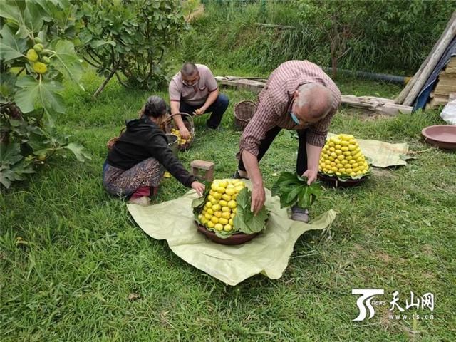 鲜食|电商助力阿图什外销49万余枚鲜食无花果