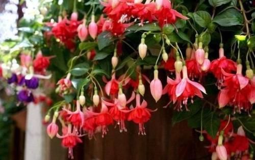 养花就养这几款,全年开花不停,好养又漂亮,天天有花赏!