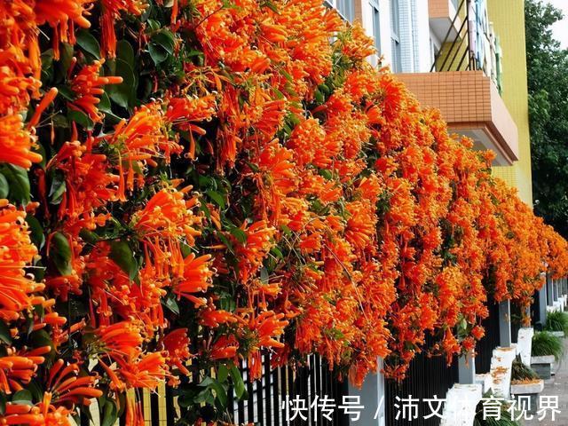 栽种|有院子别空着,栽上3类爬藤花,美成大花海