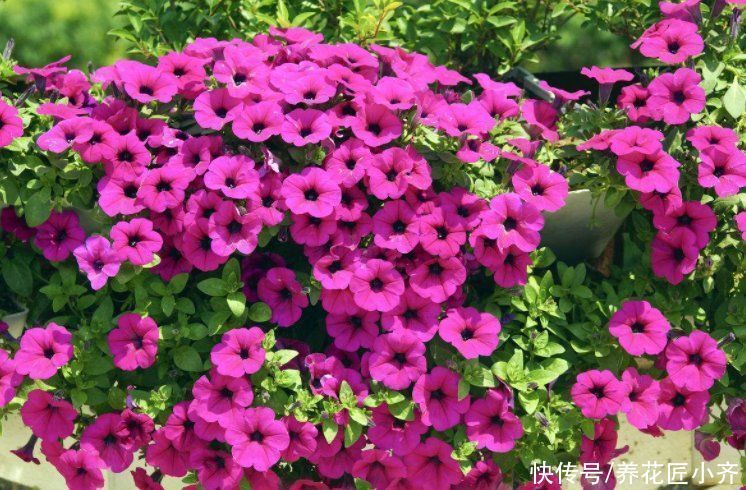 枝条|5种可以四季开花的植物,开花很美,花量很大,单朵花却只开一天