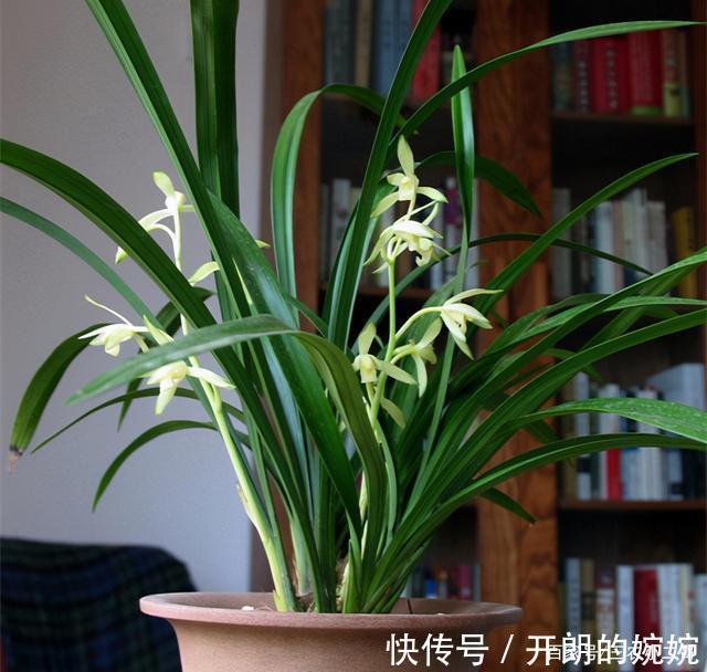 此兰花永远“白菜价”,花色素雅,芳香四溢,想养就趁现在