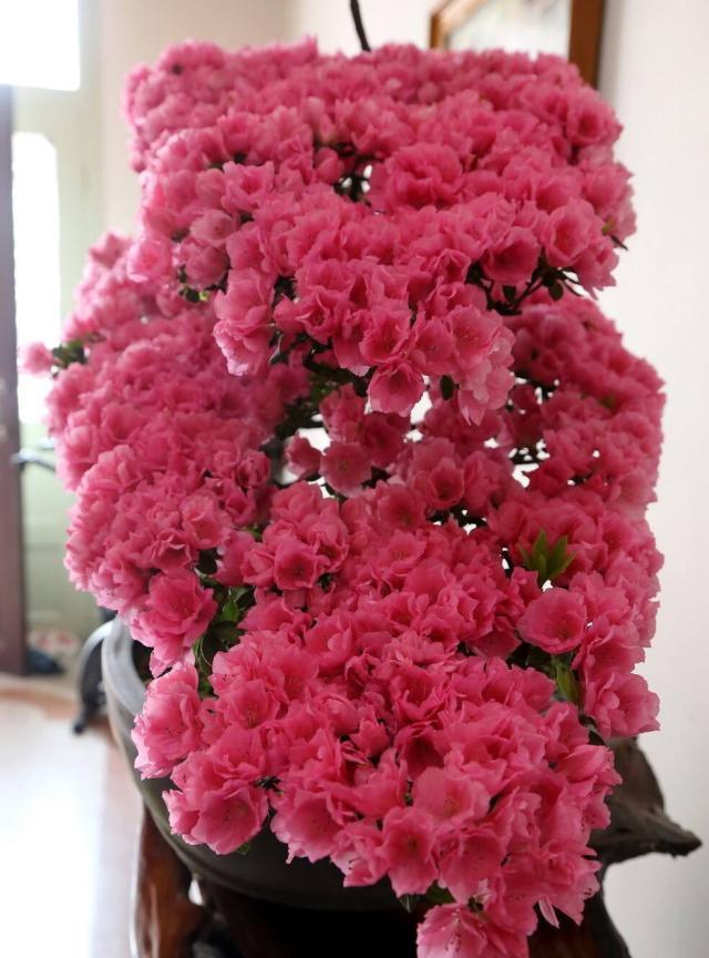 养杜鹃花,现在做“2件小事”,到了春节就开花,叶茂盛花苞多