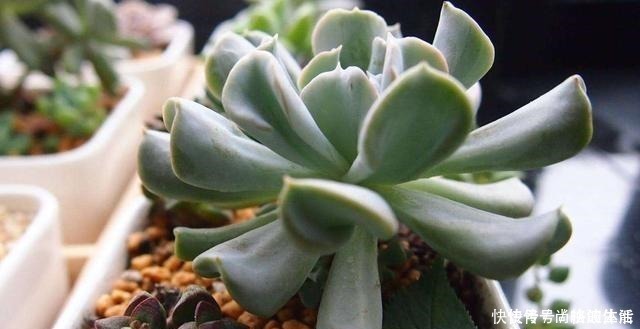 花芽|啤酒水浇花有技巧,里面加“4个小东西”,叶子油绿,花儿长疯了!