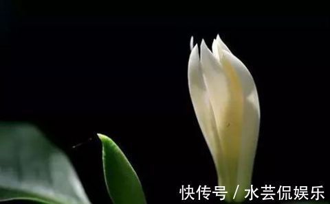 香水|卧室里养上“白兰花”，身上自带花香味，再也不用买香水了！