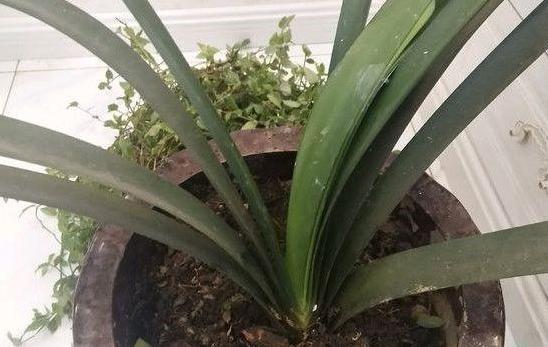 花草|水里滴点“它”浇花，管叫植物一整冬不黄叶、烂根
