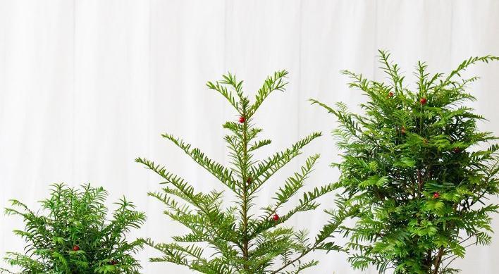 最近家里又多了一员,净化空气的小能手,落地款红豆杉