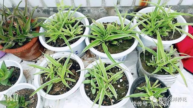 花友|用好3招，吊兰马上抽条长新叶，还呼呼开花！