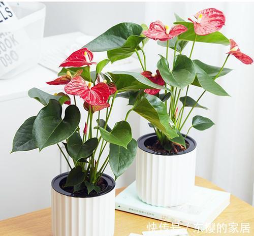 开花|此款耐阴花,号称“开花机器”,好养又好看,花朵红艳艳!