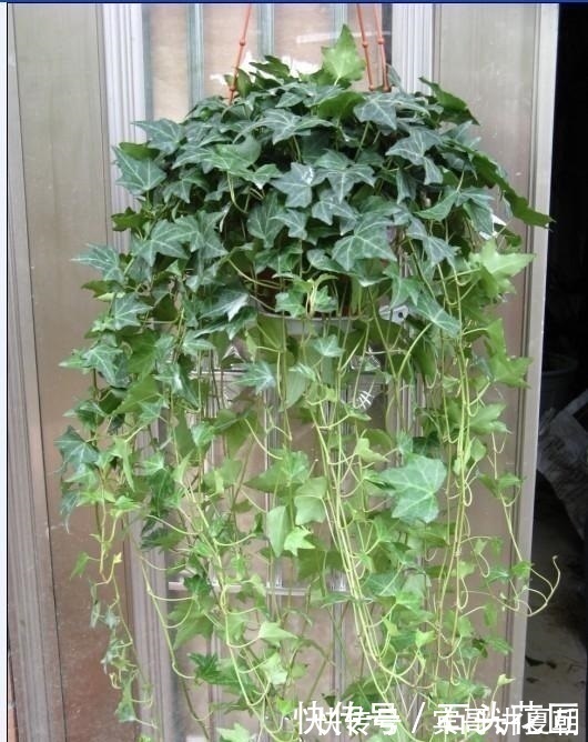净化|卫生间“潮湿、有异味”?养上6种花草,干净又清新