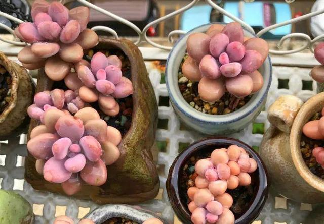 皮实的4种多肉,一年变成老桩,新手、老手都喜欢