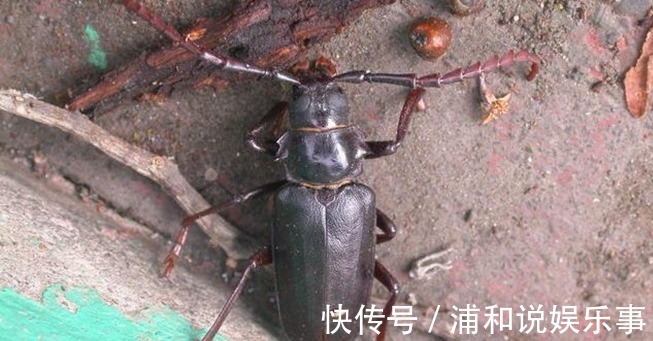 野味|老农民最想抓的三种野味,营养价又高,有一种要600元一斤