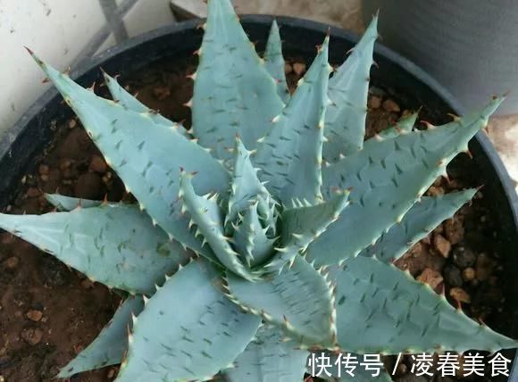 虎皮兰|这16种花冬天越浇越死,3个月不管,反而长高个