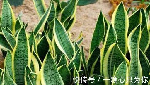 家里养虎皮兰，教你5招爆盆小技巧，长势疯，根本停不下来