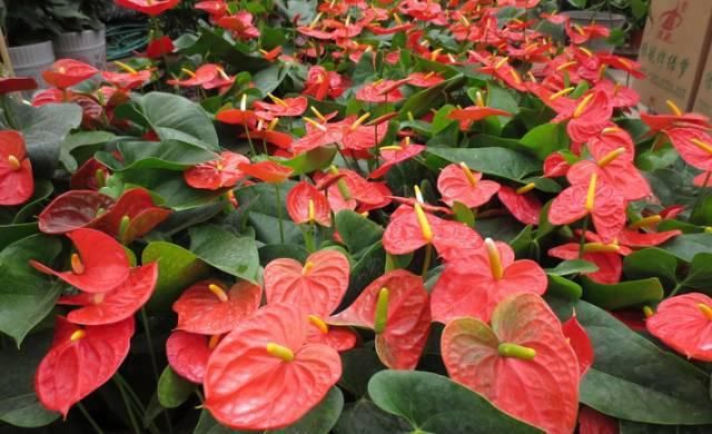 送给那些养花，却总是把花养死的人