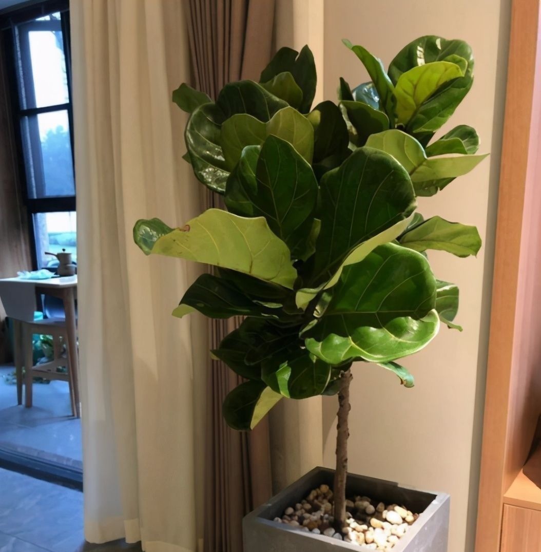 如果养着这7种花,温度高及时“打顶”,这样才能枝繁叶茂