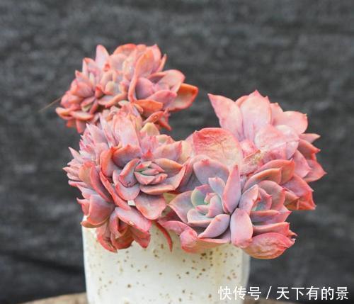 养多肉绮罗,做好几件事,完美逆袭,成为冬天的颜值担当!