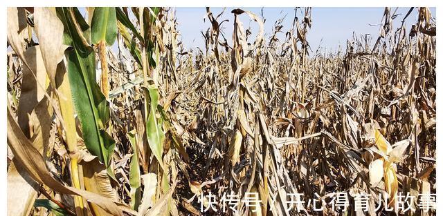 红轴|明年种玉米：夏播区淘汰958类白轴品种，是真正的智慧