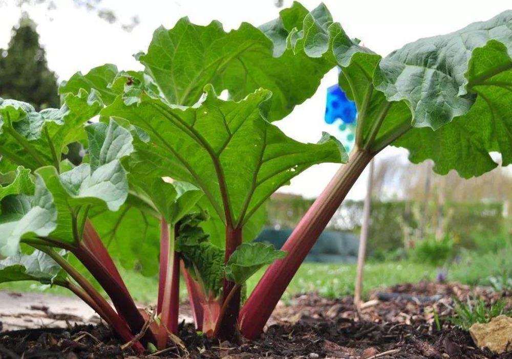 国外|原产自我国,味道酸甜似山楂,国外当蔬菜,国内当药材