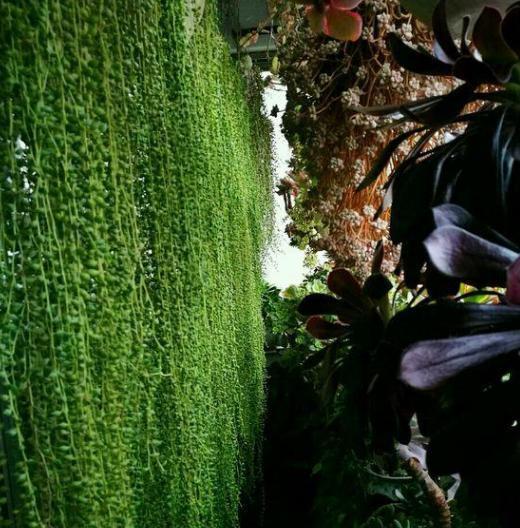 想要多肉瀑布就盆栽佛珠、紫玄月、玉缀,搁在窗台还能遮阴