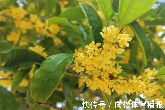 仙花@明丽清新桂花绝句六首:桂不多花细细风,晚秋风物早春诗