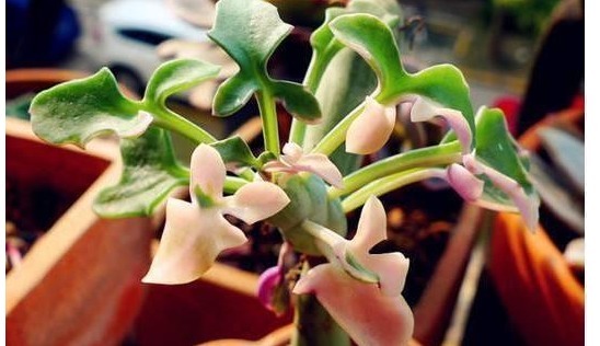 婆婆山上挖野草,拿回家养成盆栽,一年过后邻居出高价也舍不得卖