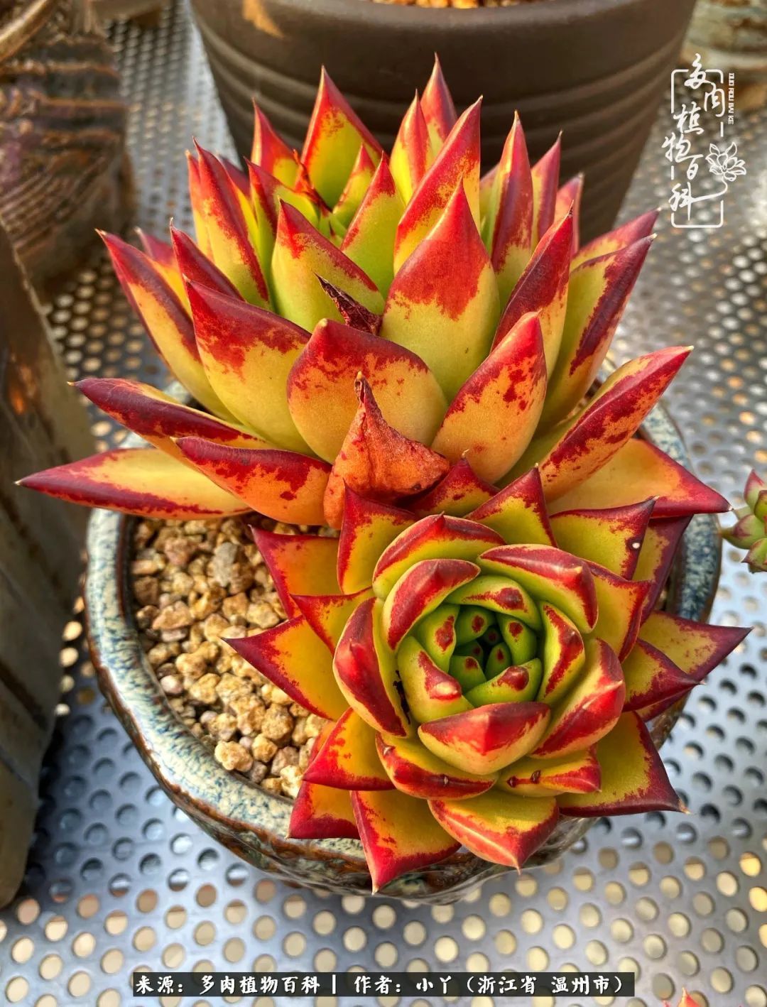 祖上无院家里无矿，一腔浪漫情怀付诸楼顶造花！