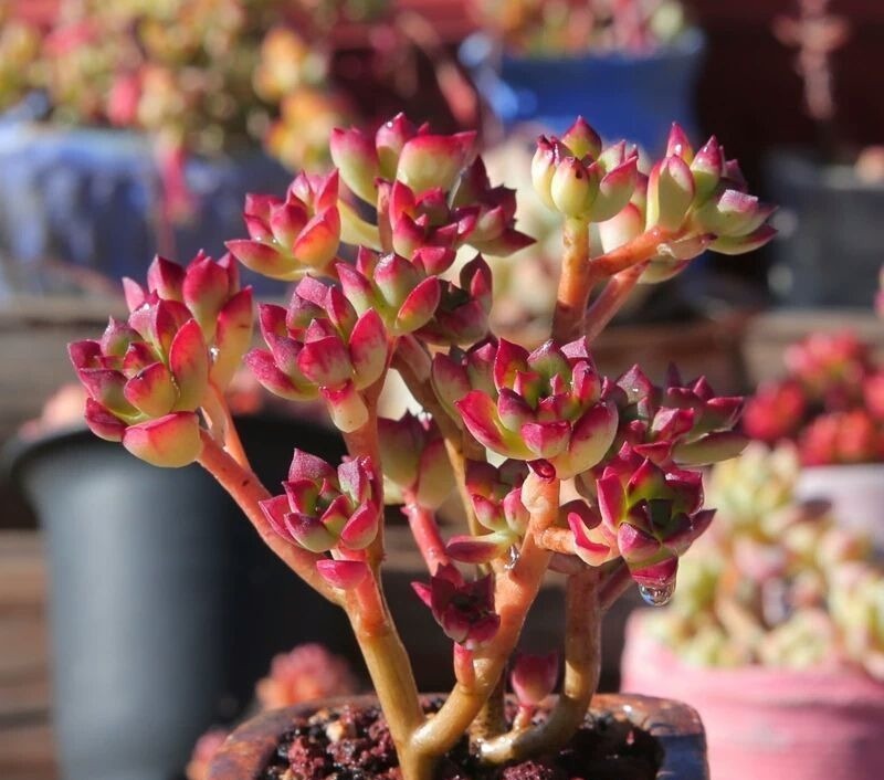 盘点10种“容易度夏”多肉,南北方花友,随便选、随便养