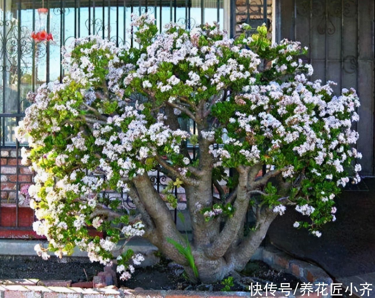 多肉|6种多肉看到它们开花,别着急剪掉,因为太难得,很少有人能见到