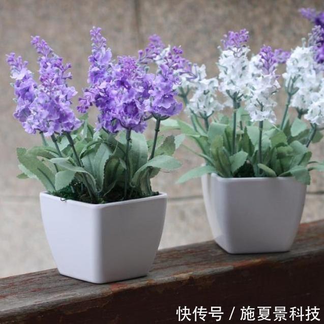 芦荟|这3种花宁神、促睡眠，“卧室”来一盆，不失眠、舒服睡整晚